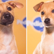Illustration for article titled The Most Shocking Scandals of the 2013 Puppy Bowl